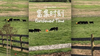 พวกเราหนิวหนิวคือสุนัขตัวใหญ่เลยนะ🐮