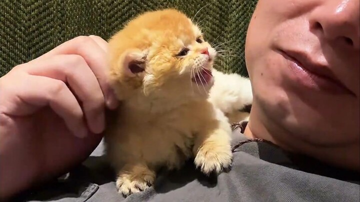 Begitulah, malah digeram oleh kucing kecil