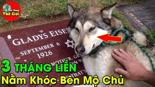 🌎 8 Chú Chó Trung Thành Nhất Thế Giới Khiến Hàng Triệu Người Nghẹn Ngào Khóc Thương