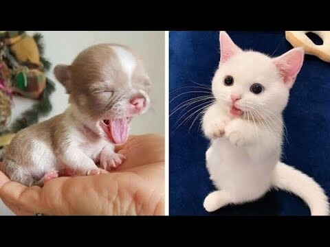 Lovely Super Cute Animal In The World 2022 #2 | Cute VN