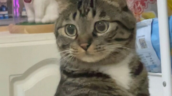 You are as cute as a lunatic, my baby! ! ! ! ! !