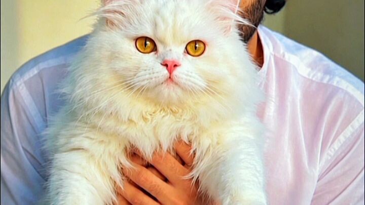 nice cat video