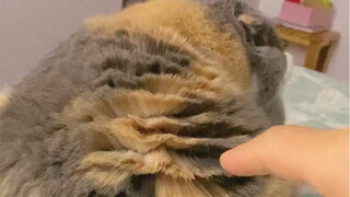 Garlic Clove Cat Science Outreach