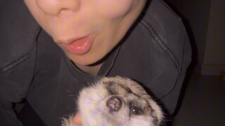 Night hunting time ~ Cats and dogs #Confusing behavior awards #Cute pets #Daily vlog