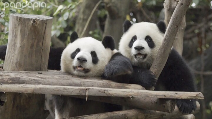 [Hewan]Momen lucu dan imut panda Ji Xiao dan Cheng Da