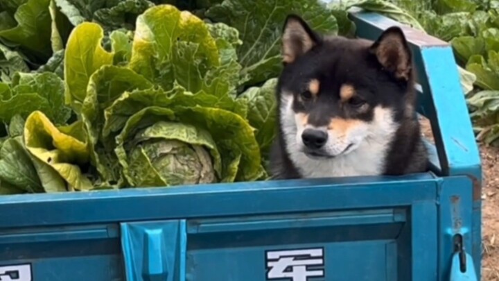 "I declare this round a tie between the Paw Patrol and the Kitty Team!"