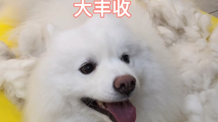 Lại đến mùa thu hoạch rồi!