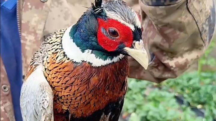 For the first time, I’m getting such an up-close look at a wild pheasant!