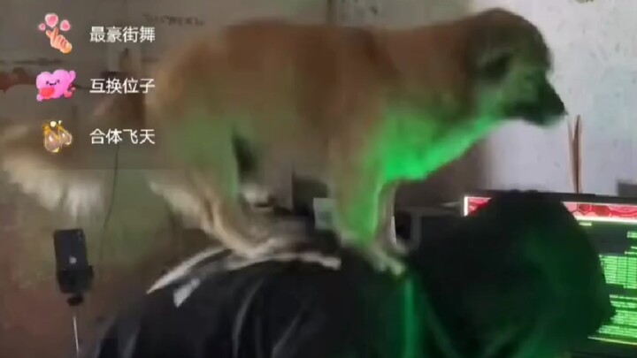 Tập phim ngoan nhất của Haki Wang