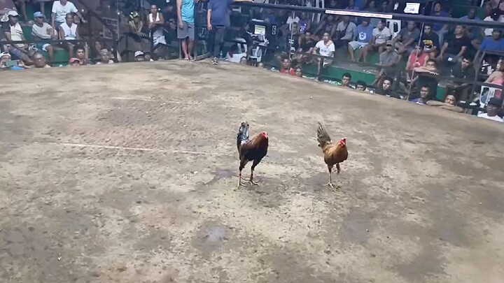 1x winner boston sweater