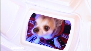 Mẹo hay cho thú cưng của bạn