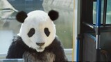 Hilarious Korean comedy film, the agent can understand animals and take the giant panda on the bus t