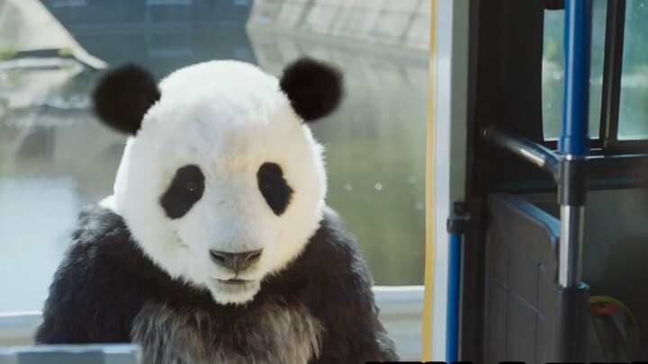 Komedi Korea yang lucu di mana seorang agen rahasia dapat memahami binatang dan membawa seekor panda