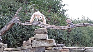 Funny barn owl saying no, no, no to kestrel's advances