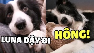 Khi bạn có 1 nhóc con Collie cực nhõng nhẽo 😂 | Pets TV