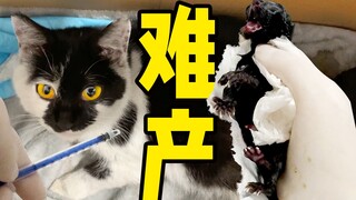 猫咪难产6小时精疲力尽，小哥人工呼吸助产小猫奇迹生还！