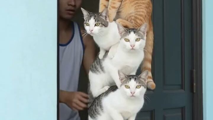 funny cats #bilibiliashort #funnycats #funnyvideo
