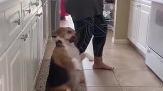 国外一位主人一进门发现狗子和老妈在跳舞，看狗子这熟练程度，平时肯定没少蹦迪！