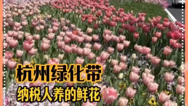 Pita hijau di Hangzhou benar-benar menguji tingkat kesadaran warga #Hangzhou#MusimSemi