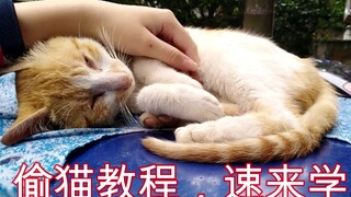百分百偷偷白嫖野猫教程？看了这个视频我也会了！