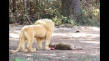 Bagaimana Reaksi Anjing Ditakuti Dengan Singa Palsu?