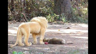 [Editing] Indian People Scare Dogs Using A Lion Doll