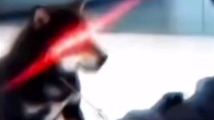 ⚡Even dogs deserve a [FULL CHILDHOOD🔥]~