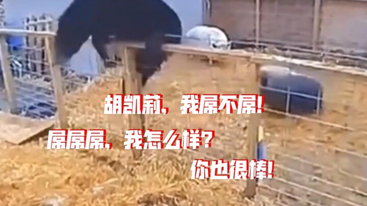 Mới đến, ai là Động chủ, ai là Ca ca?