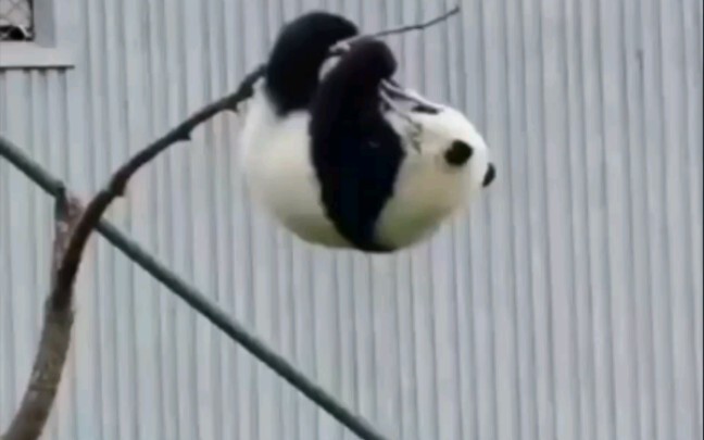 What happens when panda try to defy the law of physics?