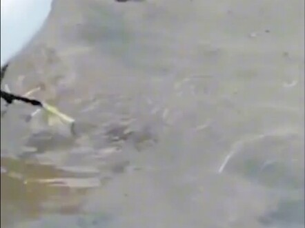 Seekor ikan terdampar dan tak bisa berenang bebas; saat semua orang mengira ia akan dimangsa, ternya