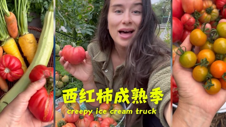 حصاد الطماطم بعد العطلة من الأخت الموفرة 🍅🍅🍅