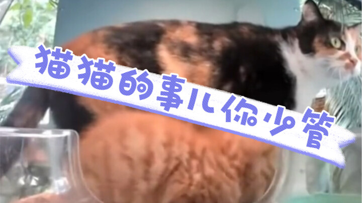 The determined big cat and the poor little cat~