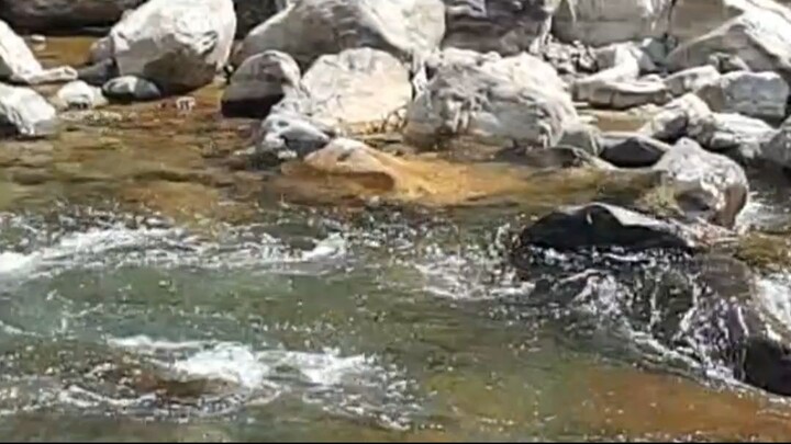 cast netting in Nepal | himalayan trout fishing with handmade castnet |