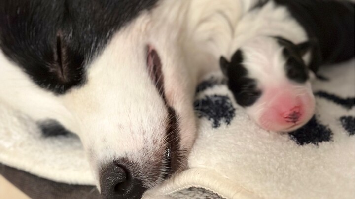 Tình mẹ thì có, nhưng không nhiều; chủ đạo là sự ổn định về cảm xúc.