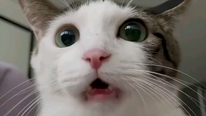 Kucing jepit kita sudah kembali, “imut”