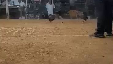 3RD FIGHT WIN 3 HITS TIMBANGAN SA NSQCA MARCH 14, 2024