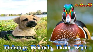 Dương KC | Bông Bé Bỏng Ham Ăn #14 | chó thông minh đáng yêu | funny cute smart dog pets Thú Cưng TV