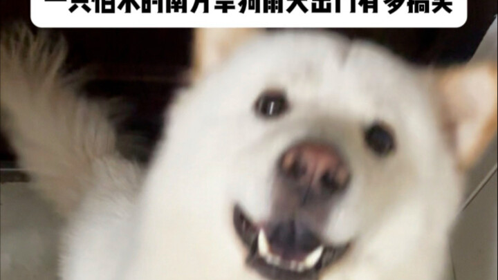 The biggest victim of the rainy season has emerged: a water-fearing southern “dry dog”... You win th