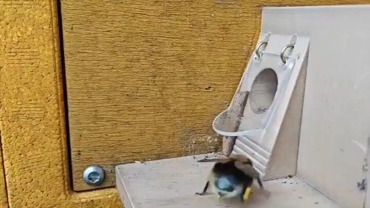 The bumblebee queen learned how to use the protective shield in less than 24 hours.