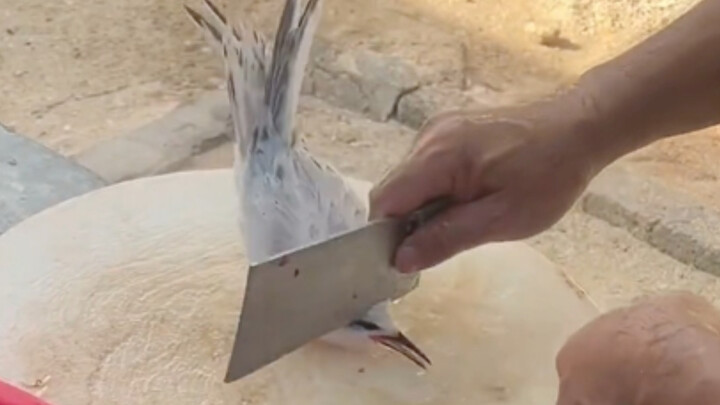 The tern won’t budge, even with a knife at its throat, just for the sake of food.