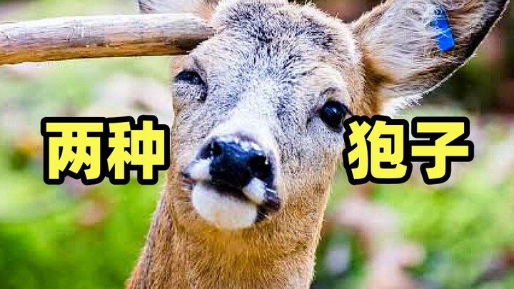 Membela rusa roe! Rusa roe yang sering dianggap bodoh sebenarnya sama sekali tidak bodoh, ia hanya t