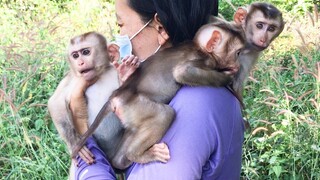 Mino, Lay Heang and Coconut are very adherence to mommy