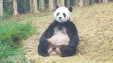 [Hewan]Panda Santai, Apa Ia Ingin Bertapa?