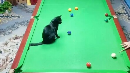 #台球是一种生活 #是时候展示台球技术了 #台球 #杆法 #小猫咪