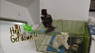 Cat Vs Real Lizard || Clowder zone