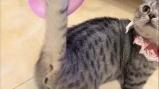 猫：我不是人，你是真的🐶