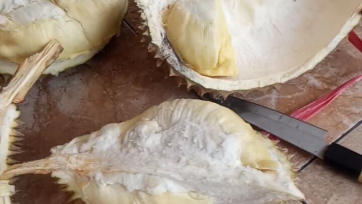 durian montong
