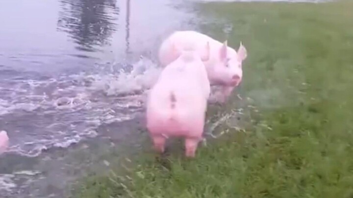 These pigs… had me laughing nonstop for a whole day and night!!!
