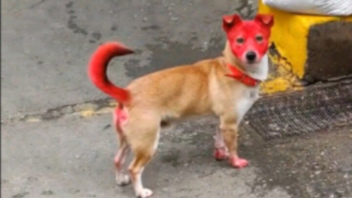 Dikejar anjing seumur hidup