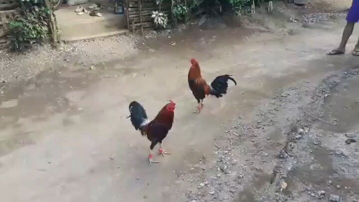 bruce barnet x goldenboy 7months